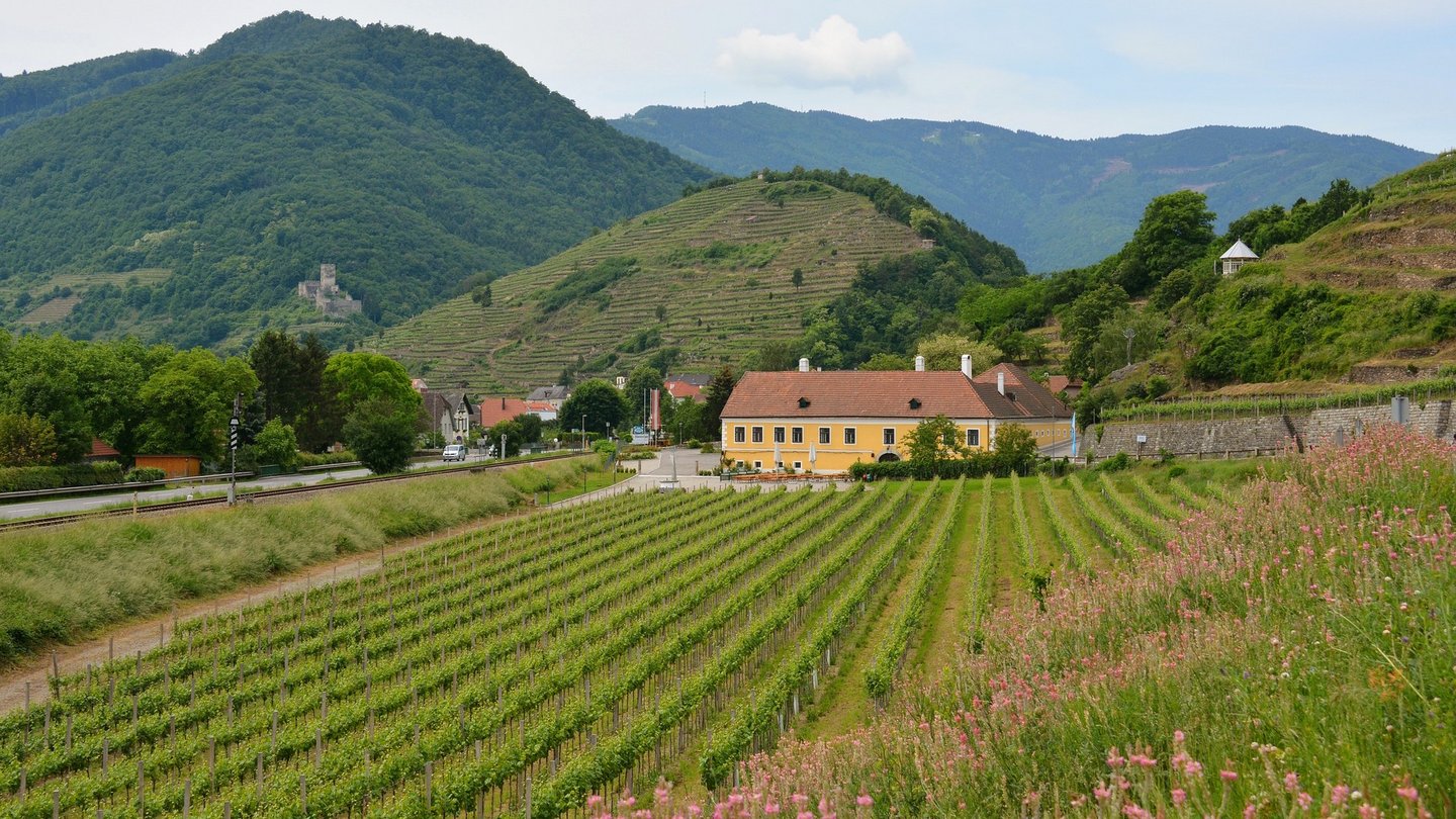 Das Bild zeigt einen Weinberg entlang des Donauradweges.