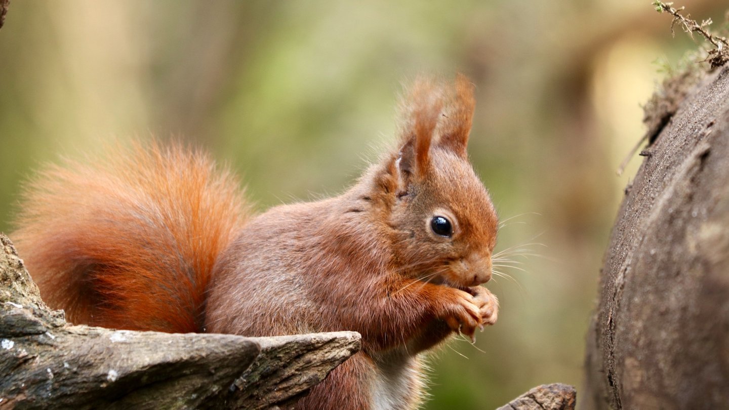 Das Foto zeigt ein Eichhörnchen in Nahaufnahme, das eine Nuss isst.
