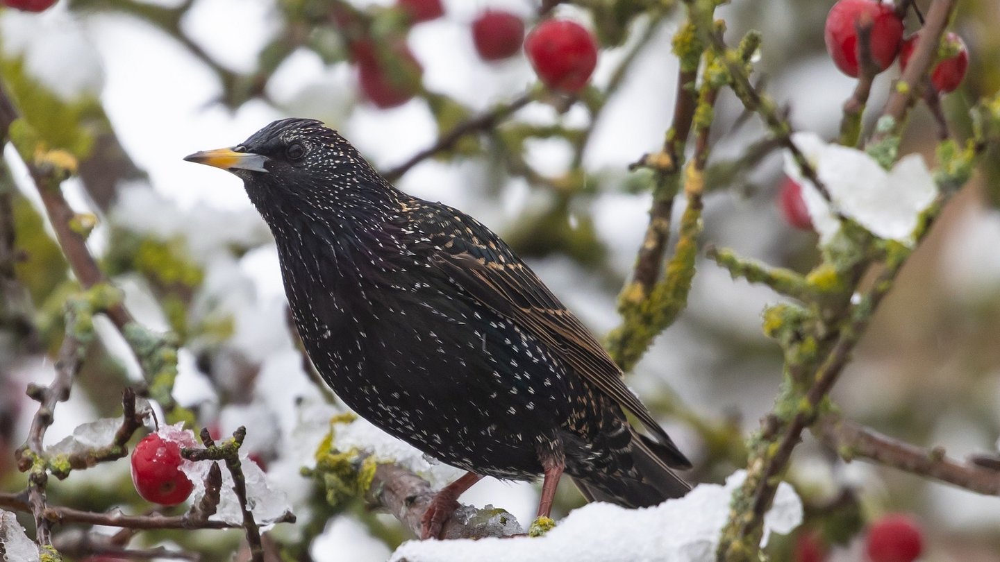 Das Foto zeigt einen Star im Winter. 