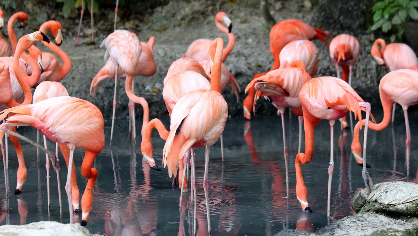 Das Bild zeigt eine Gruppe Europäischer Rosa Flamingos.