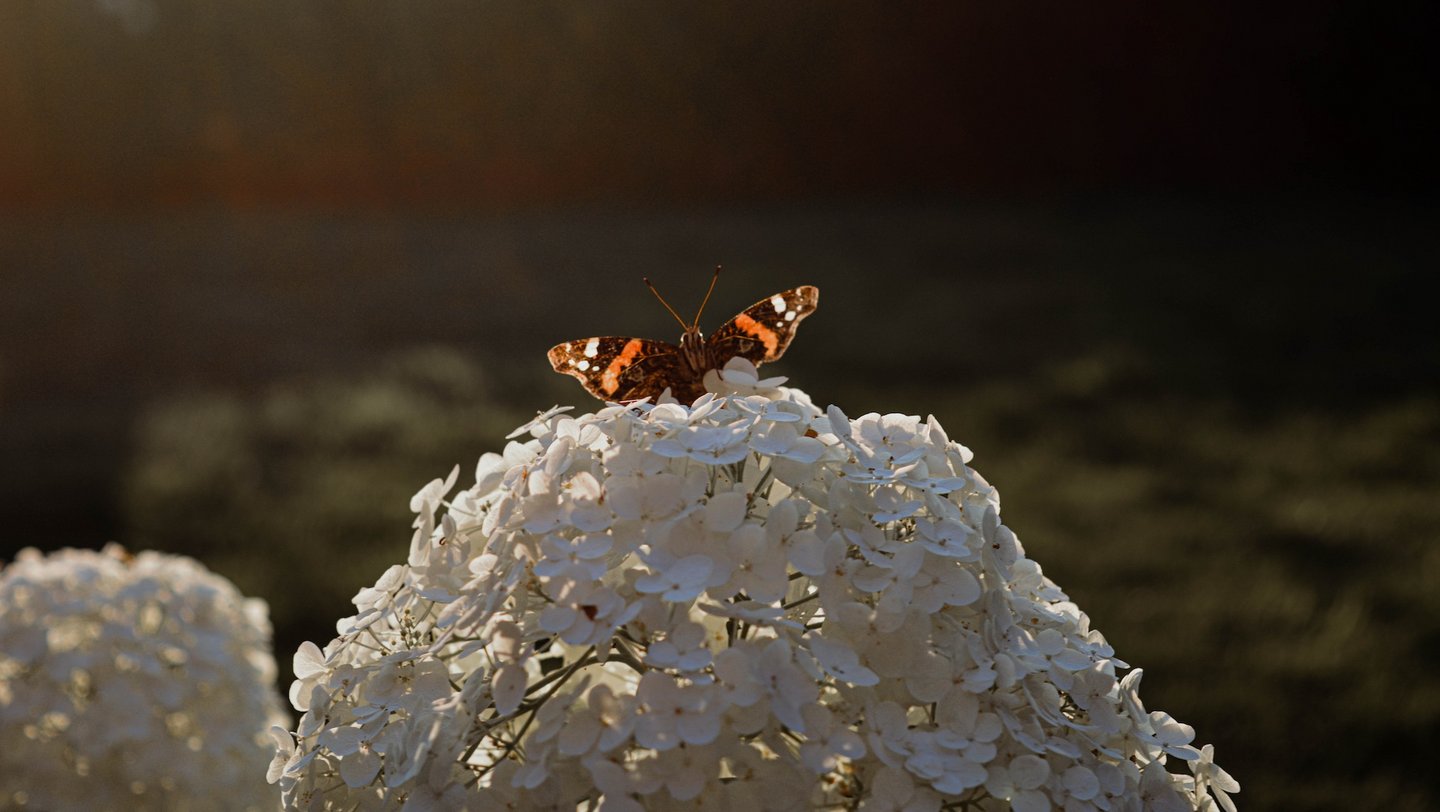 Das Foto zeigt einen Schmetterling in der Sonne