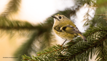 Das Foto zeigt ein Wintergoldhähnchen auf dem Ast eines Nadelbaums sitzend.