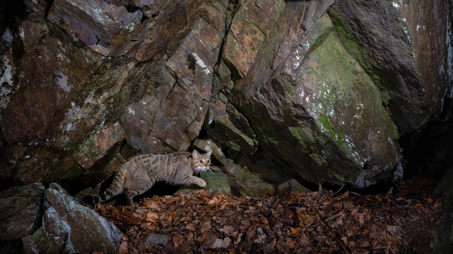 Das Bild zeigt eine Wildkatze in der Nacht.