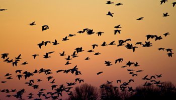 Das Foto zeigt einen Vogelzug am Himmel.