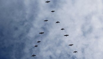 Silhouetten von Vögeln in V-Formation fliegen während des Vogelzugs hoch am bewölkten Himmel.