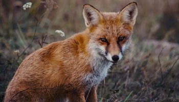 Das Foto zeigt einen Fuchs auf einer Wiese sitzend. 