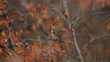 Das Foto zeigt einen Vogel im Herbst.