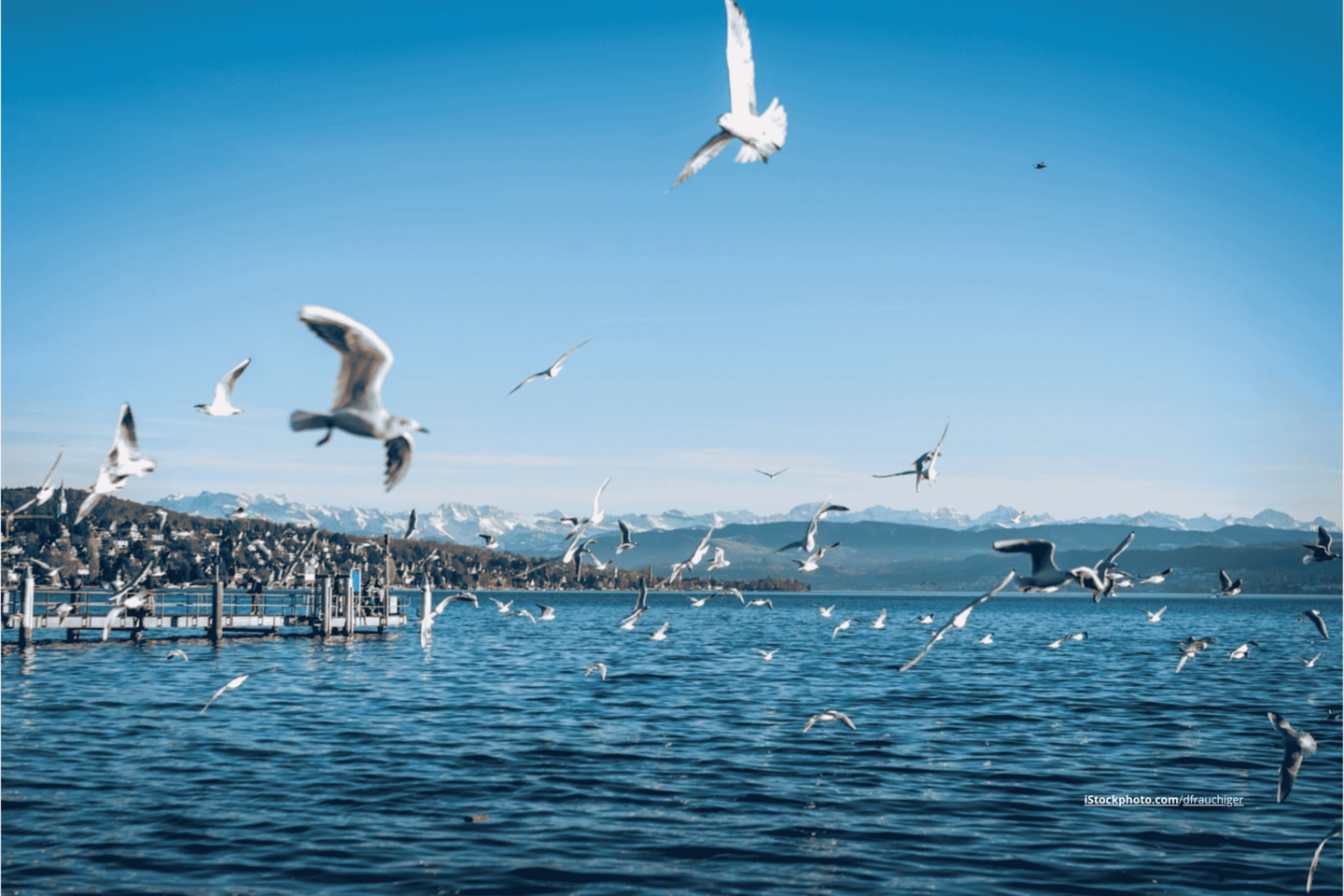 Eine große Schar Möwen, die über den Bodensee fliegt. Im Hintergrund sind Berge zu sehen.