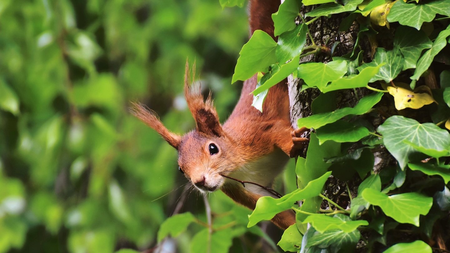 Das Bild zeigt ein Eichhörnchen an einem Baum.