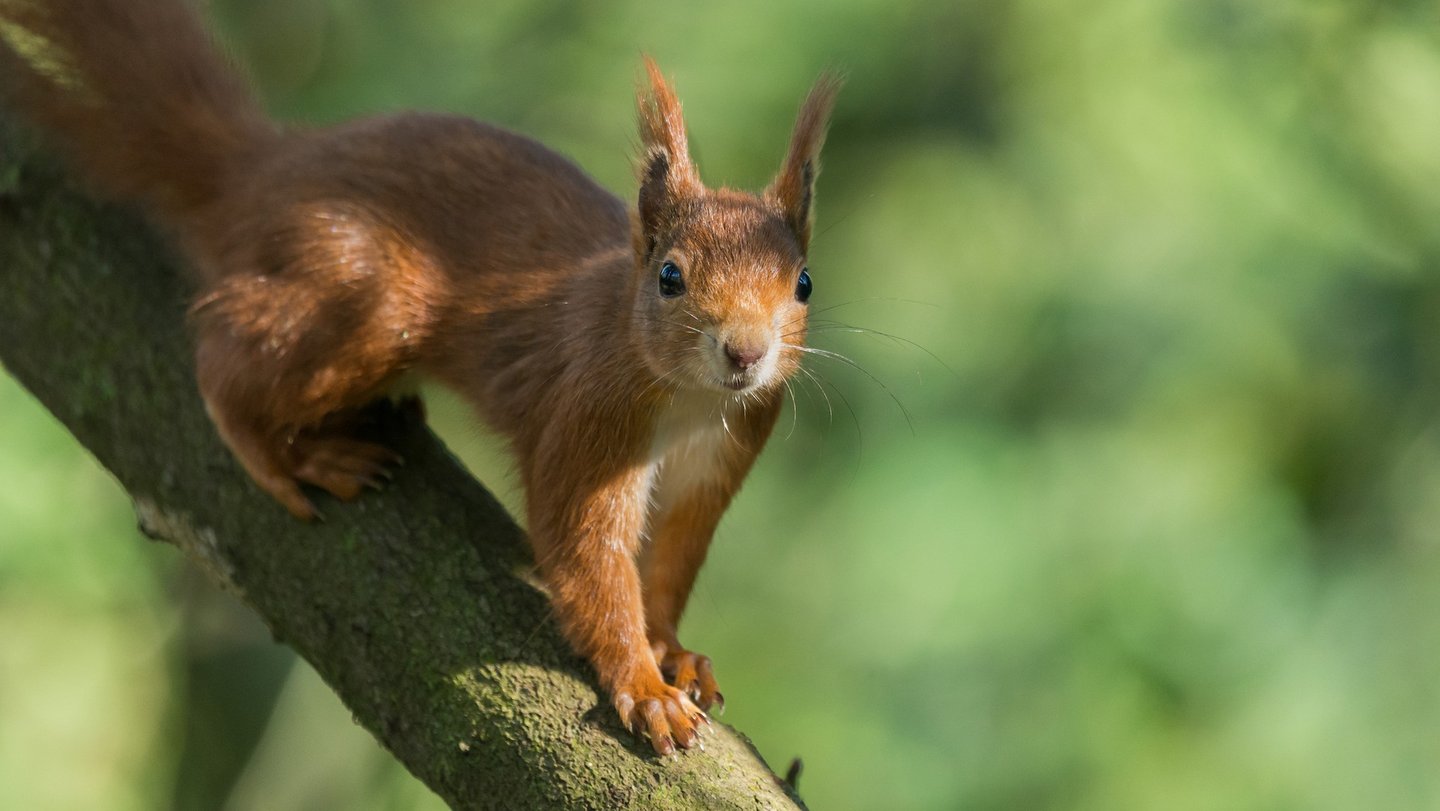 Nahaufnahme eines roten Eichhörnchens, das neugierig von einem Ast herabblickt, vor einem verschwommenen grünen Hintergrund.