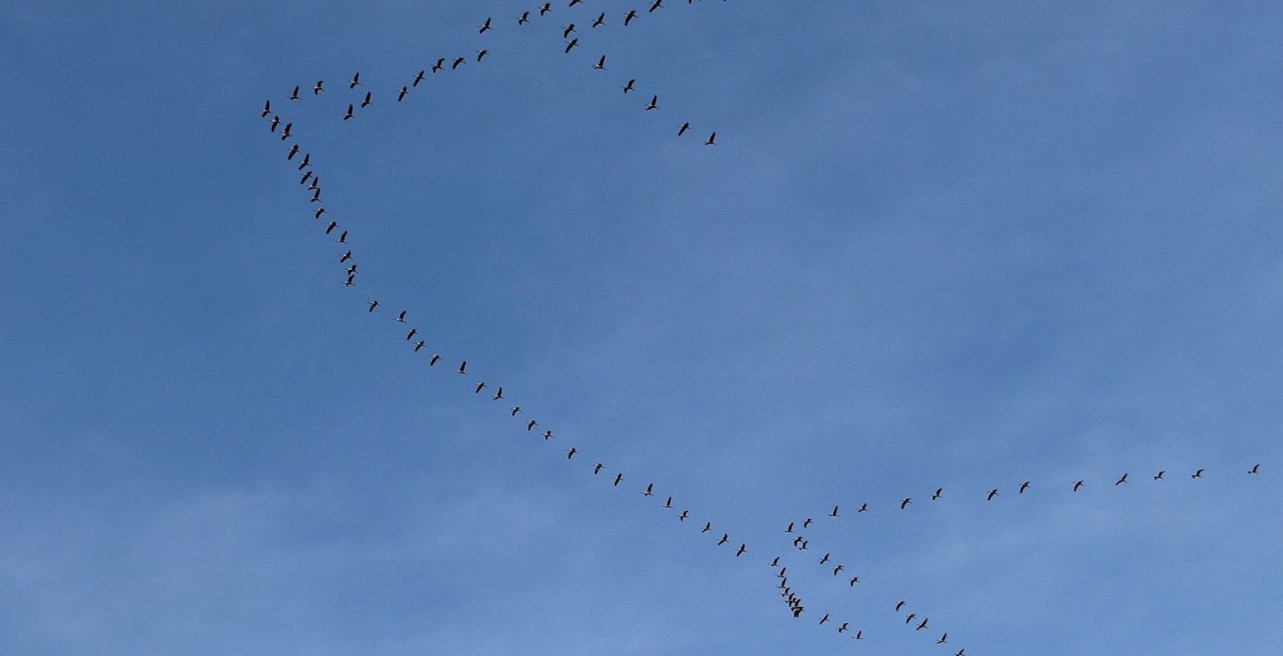 Das Foto zeigt Kraniche in Formation am Himmel fliegen.