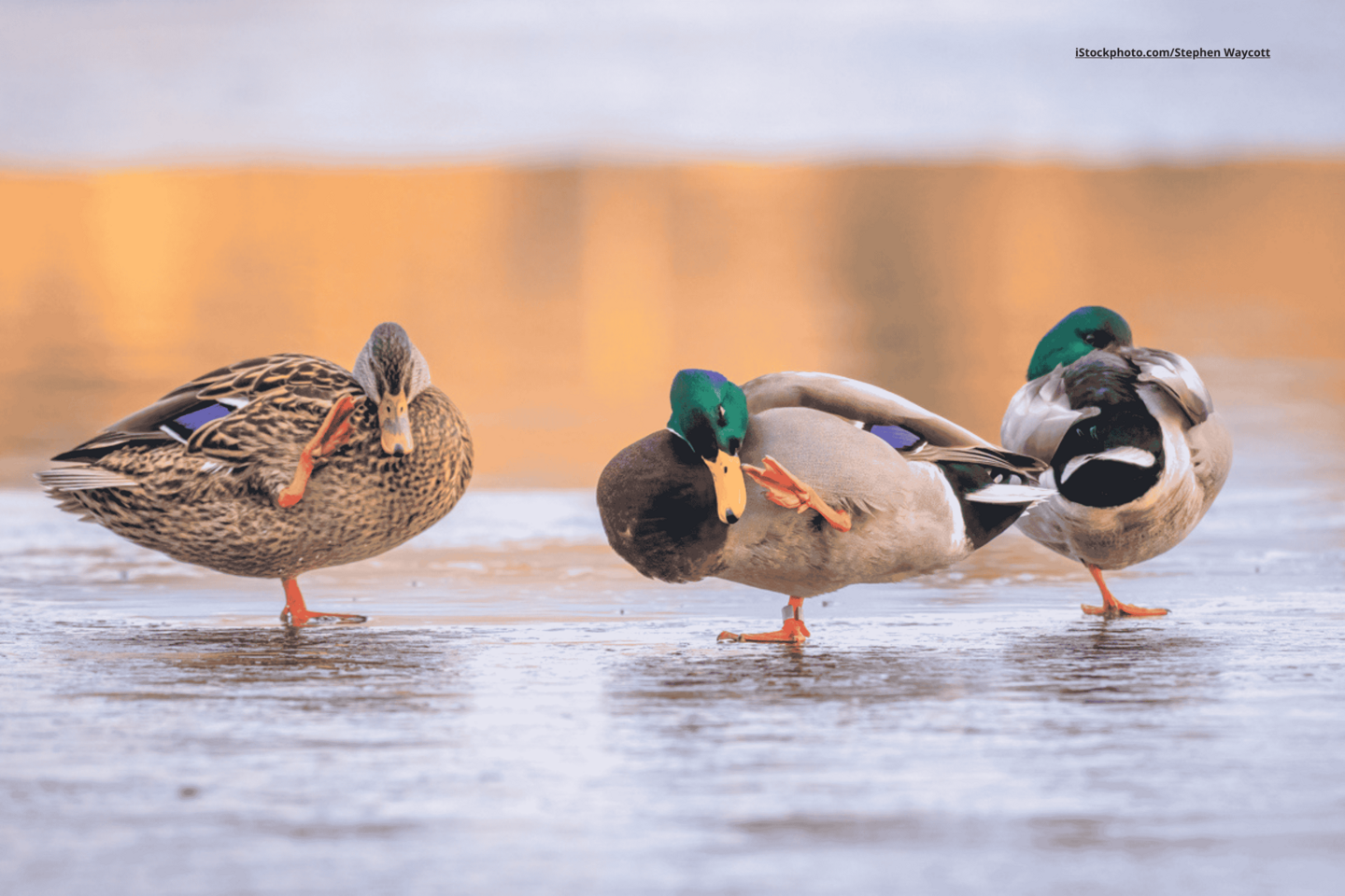 Das Foto zeigt drei Stockenten, auf einem zugefrorenen See stehen.