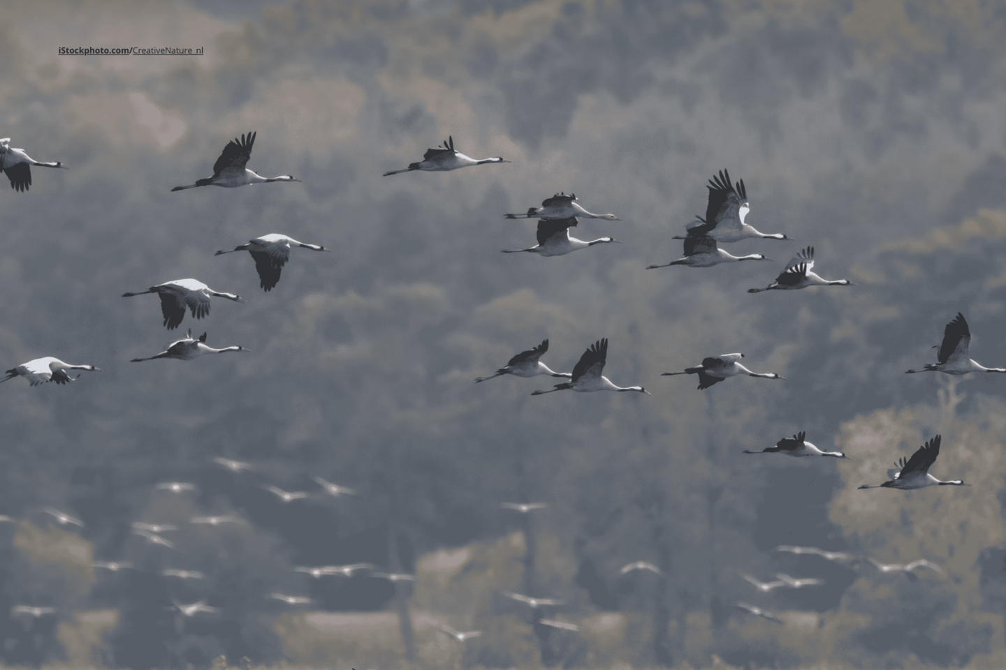 Ein Kranich-Schwarm im Flug, im Hintergrund ist ein grüner Wald zu sehen. 