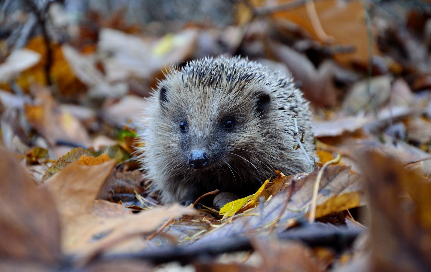 Das Foto zeigt einen Igel im Laub.