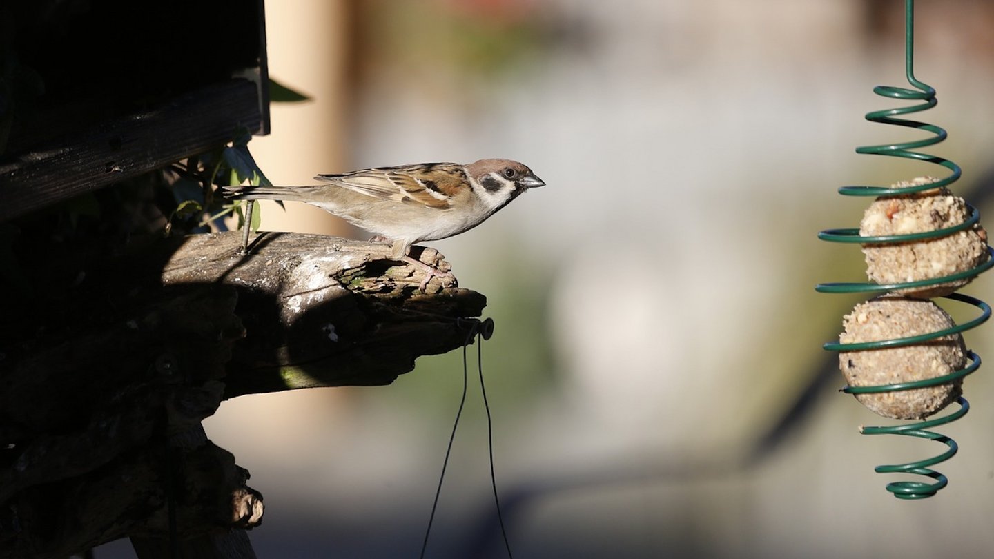 Das Foto zeigt einen Vogel neben einer Futterstelle mit selbstgemachten Meisenknödeln.