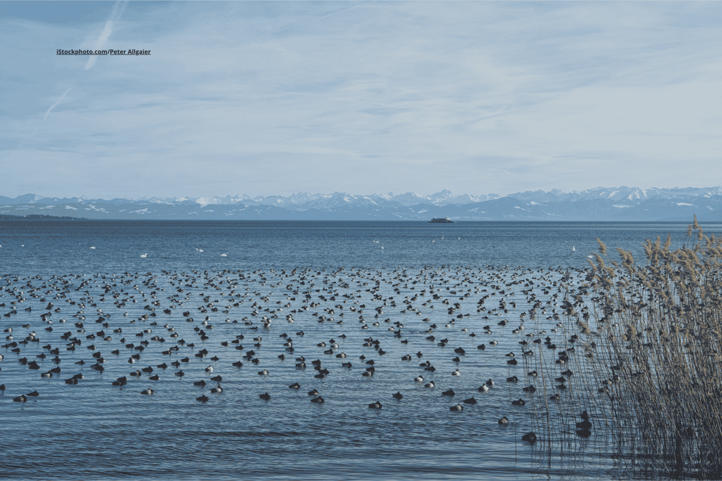 Eine große Schar Vögel, die auf dem Bodensee schwimmen, im Hintergrund sind Berge zu sehen. 