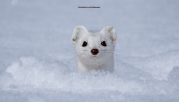 Das Foto zeigt einen Hermelin aus dem weißen Schnee hervorschauen.
