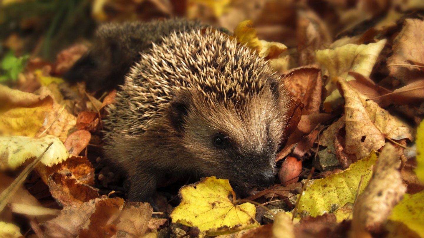 Das Foto zeigt einen Igel auf gelben Laub.