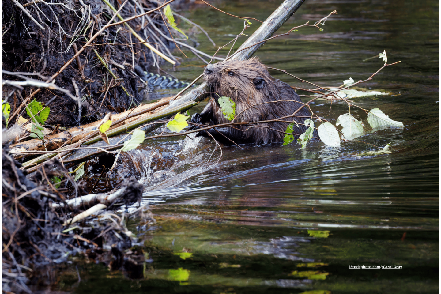Ein Biber, der einen Damm im Wasser baut. Er trägt einen großen Ast.