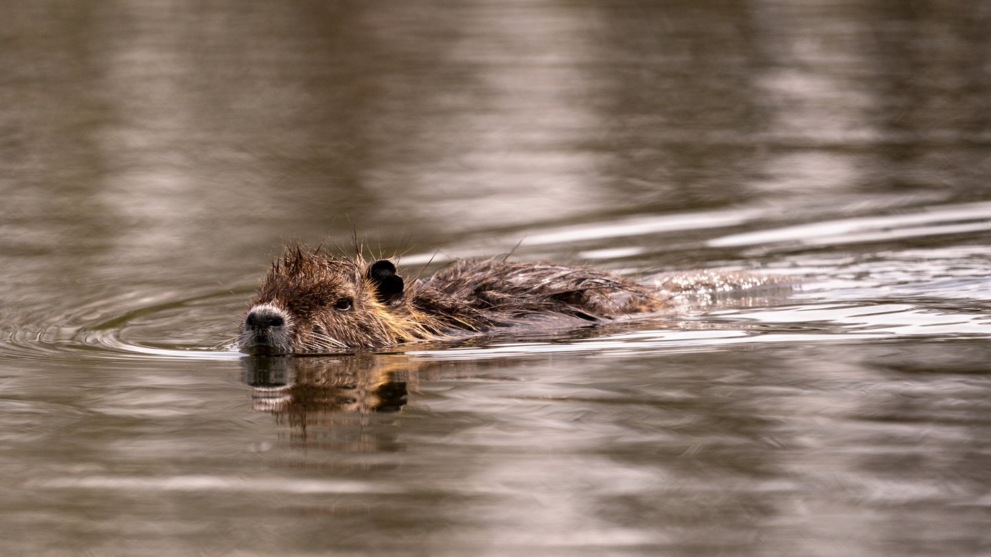 Das Bild zeigt einen Nutrias im Wasser.