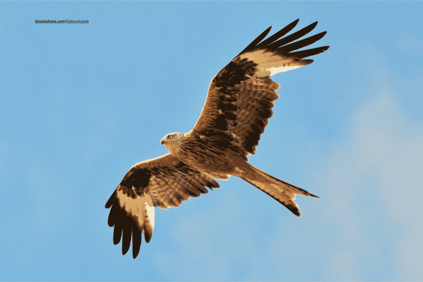 Ein Roter Milan im Flug von unten Foografiert. Der Himmel im Hintergrund ist blau. 
