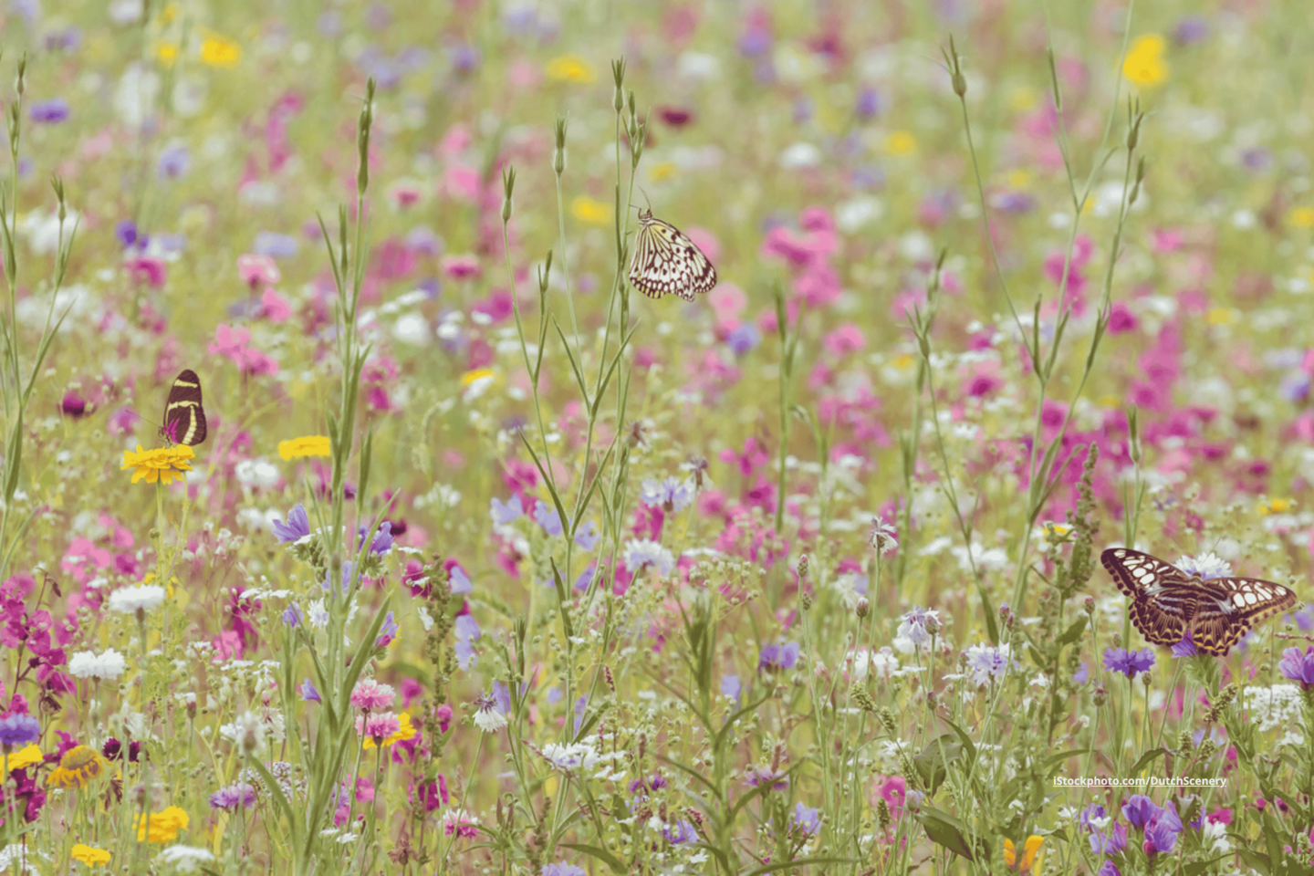 Eine bunte Wildblumenwiese mit Schmetterlingen 