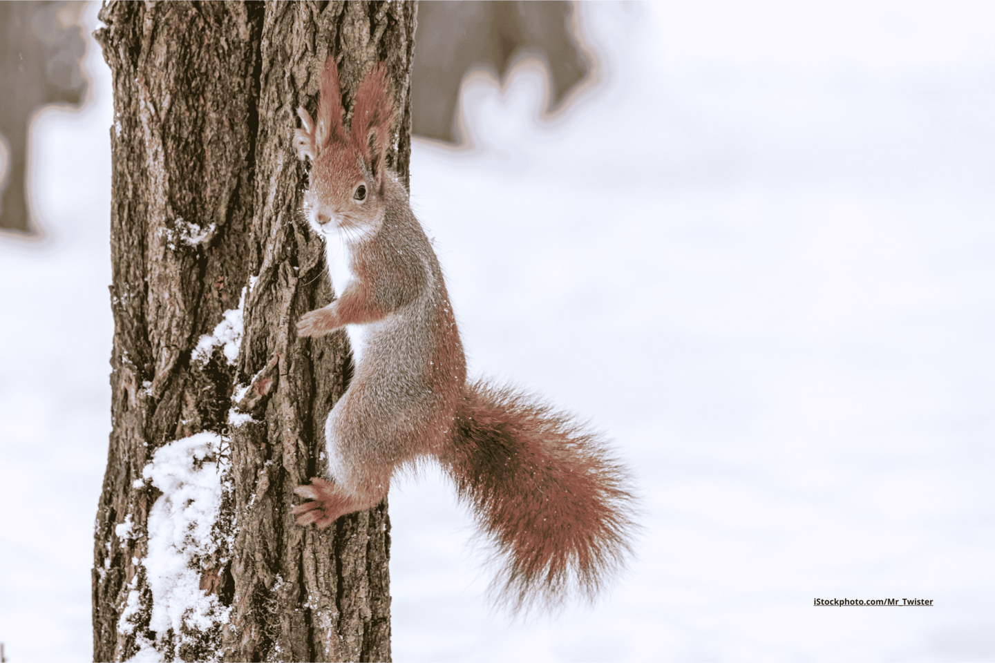 Das Foto zeigt ein Eichhörnchen mit buschigem Schwanz an einem Baumstamm kletternd, bei Schnee im Winter.