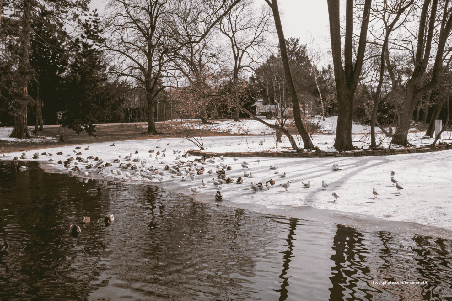 Das Foto zeigt einen zugefrorenen See im Stadtpark mit Enten.
