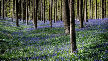 Frühlingshafter Laubwald, bedeckt mit einem Teppich aus blauen Glockenblumen, vermittelt ein friedvolles Naturerlebnis.