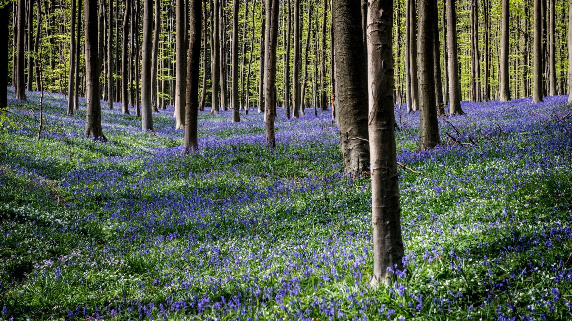 Frühlingshafter Laubwald, bedeckt mit einem Teppich aus blauen Glockenblumen, vermittelt ein friedvolles Naturerlebnis.