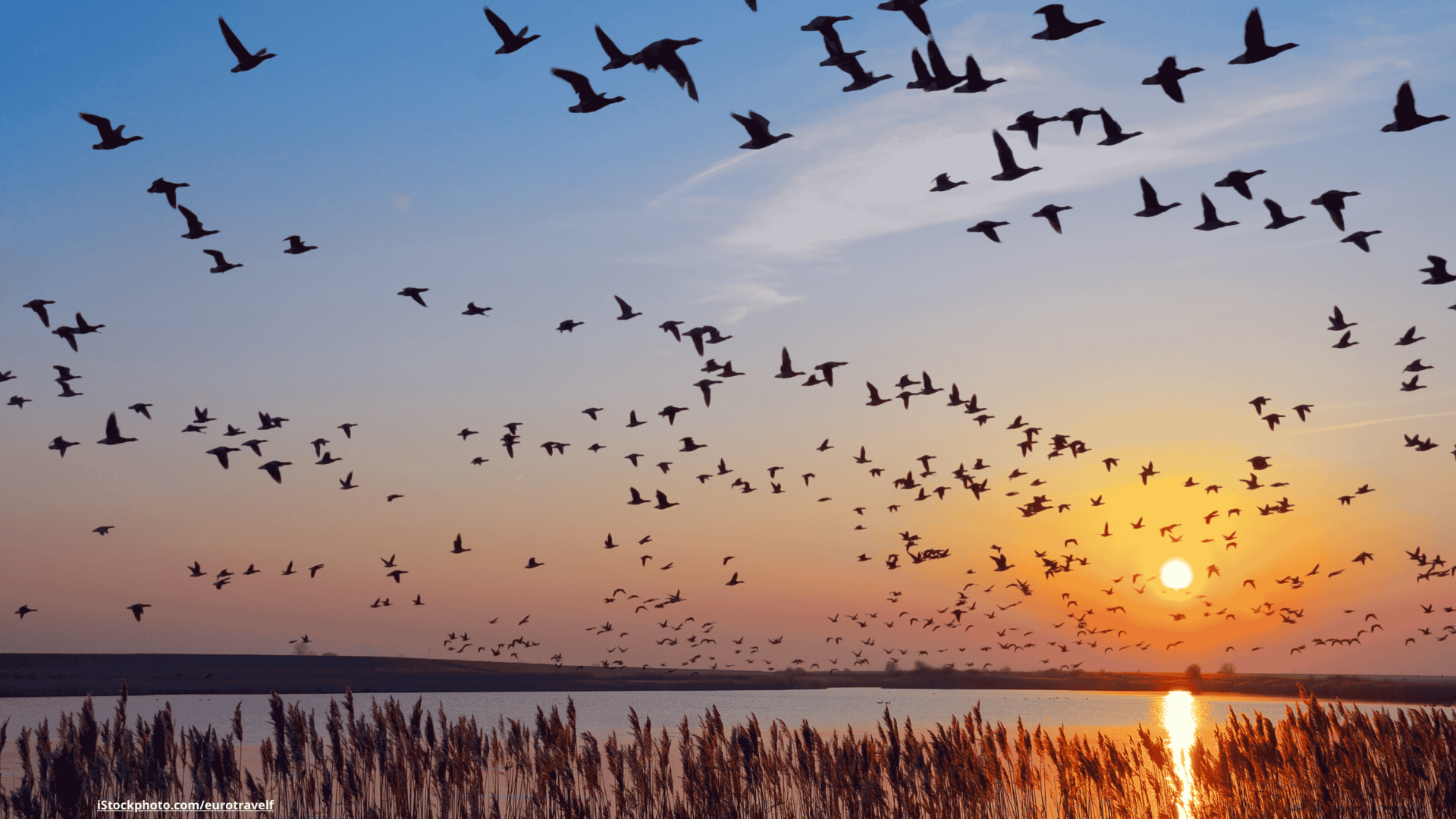 Ein schwarm Vögel die bei Sonnenuntergang über einen See fliegen, im Vordergrund des Bilds ist Schilf zu sehen