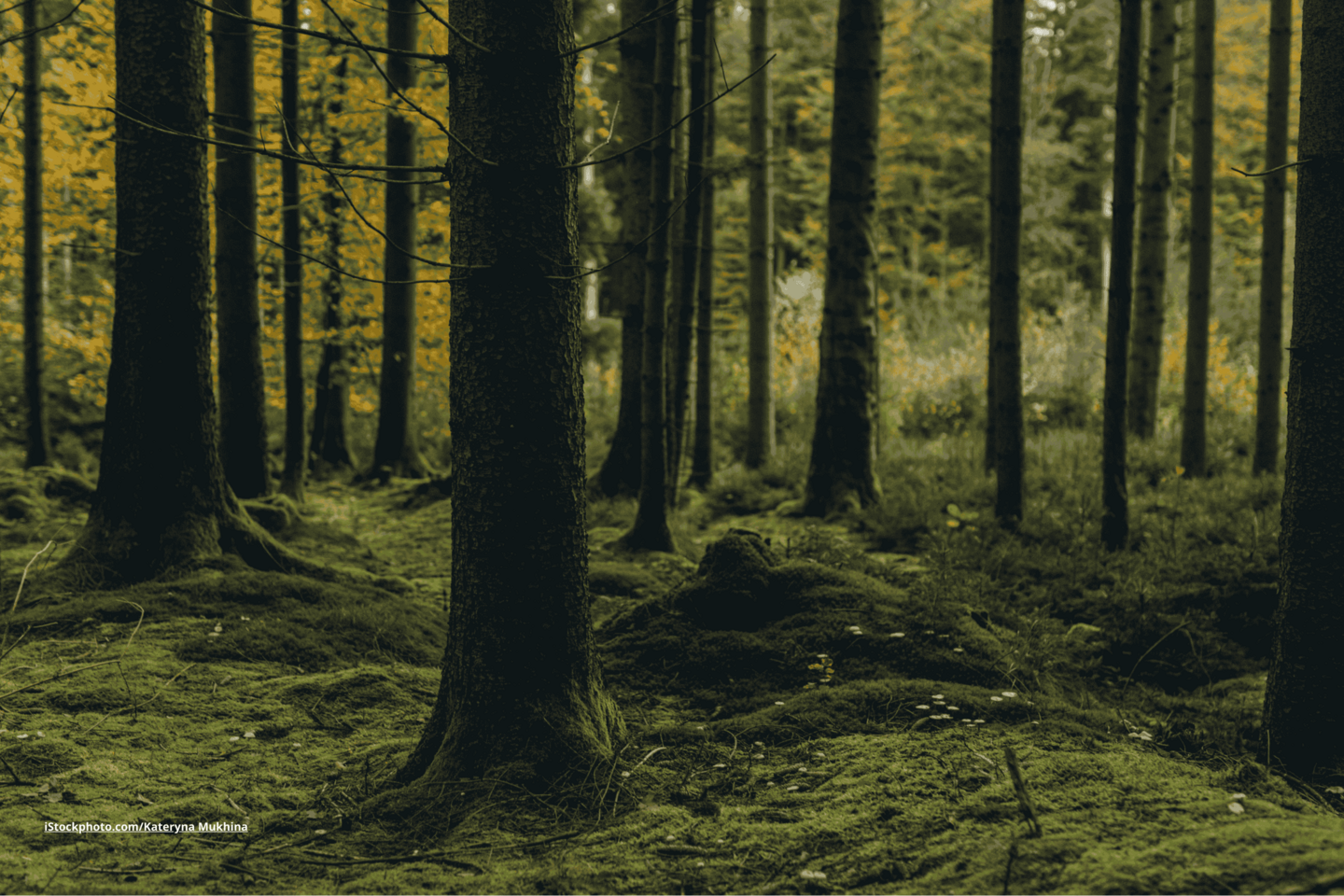 Alt-Text: Ein Wald mit moos-bedecktem Boden, Grünes und Gelbes Blatterk sind zu sehen. 