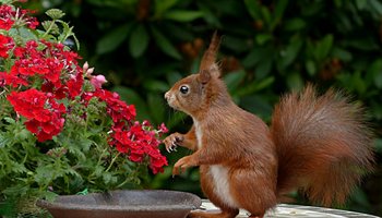 Das Foto zeigt ein Eichhörnchen auf einen Gartentisch.
