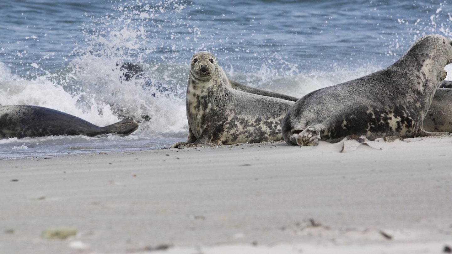 Das Foto zeigt mehrere Kegelrobben am Strand vor dem blauen Meer.