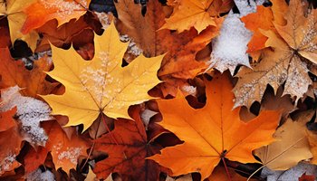 Das Foto zeigt bunte Blätter im Herbst