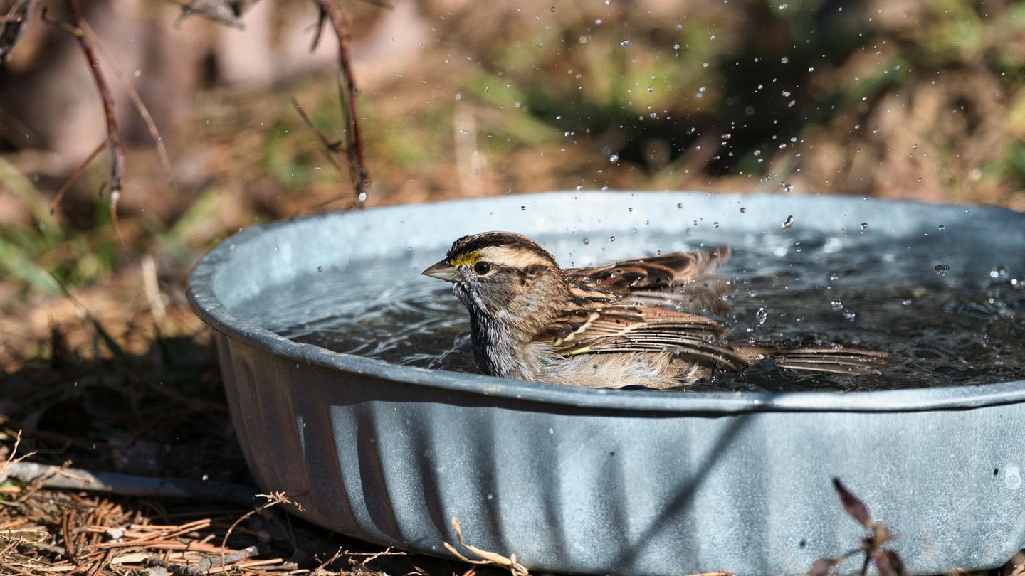 Das Foto zeigt einen Spatz in einer Vogeltränke.