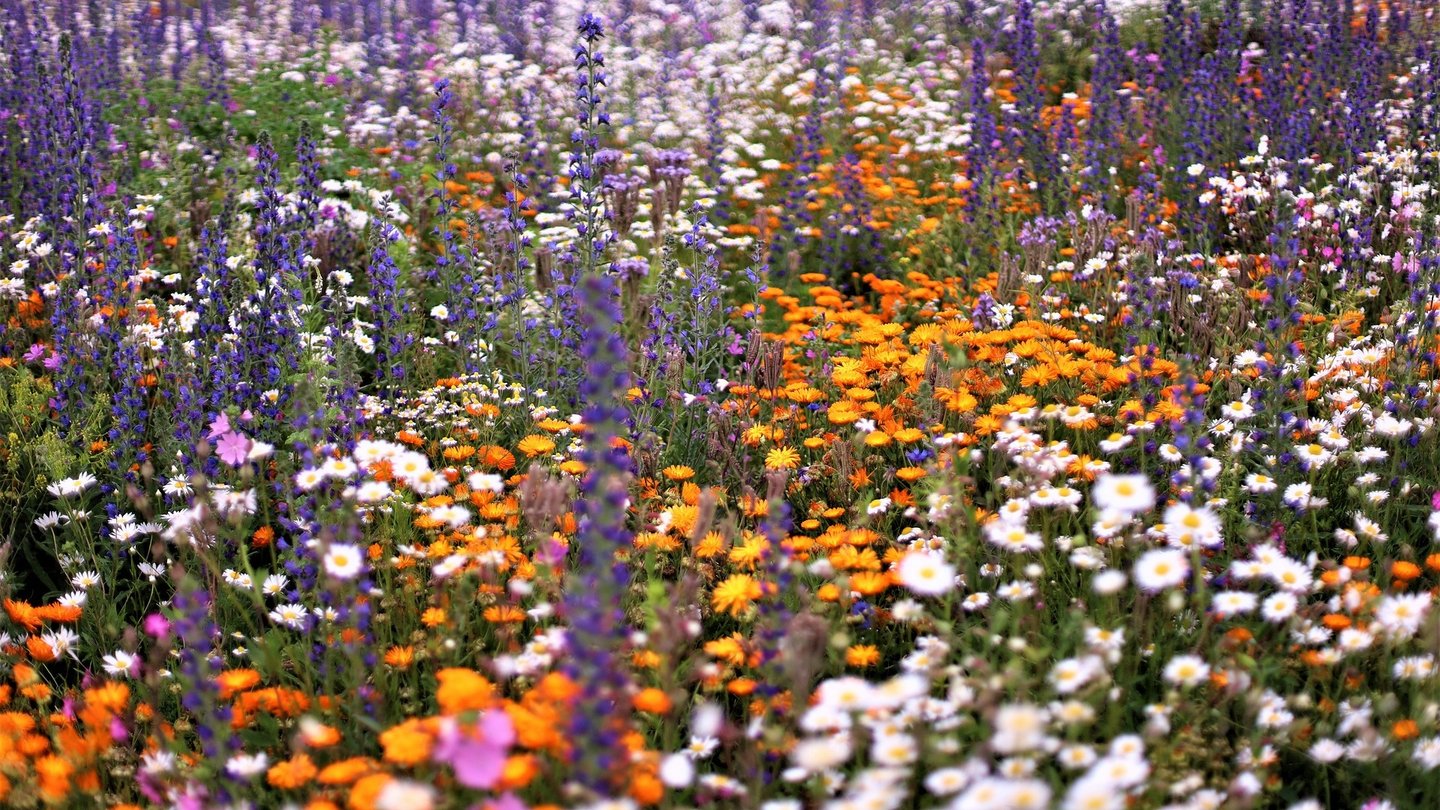 dicht blühende Blumenwiese mit vielen verschiedenen Pflanzenarten