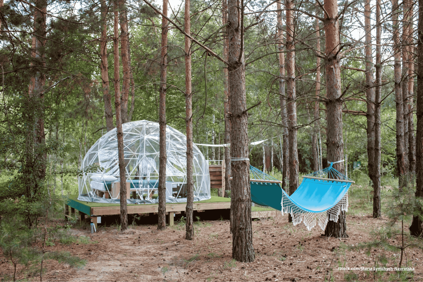 Das Foto zeigt ein Bubblezelt im Wald und eine blaue Hängematte.