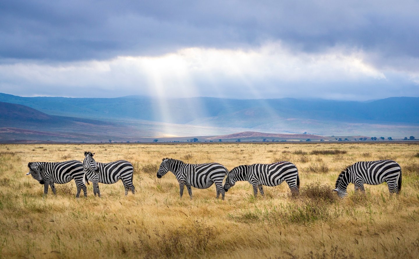 Zebras auf einer Wiese vor blauem Himmel.