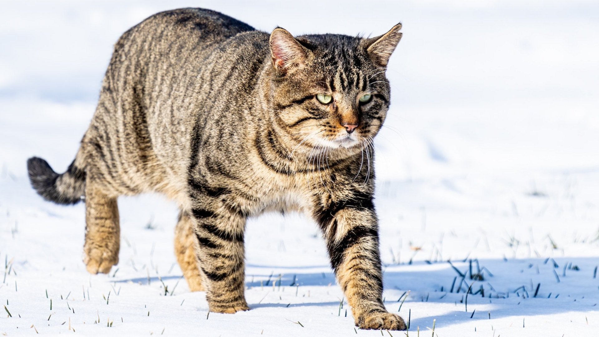 Das Bild zeigt eine Wildkatze im Schnee.