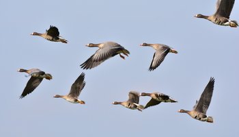 Auf diesem Bild sieht man einen Schwarm Wildgänse im Flug.