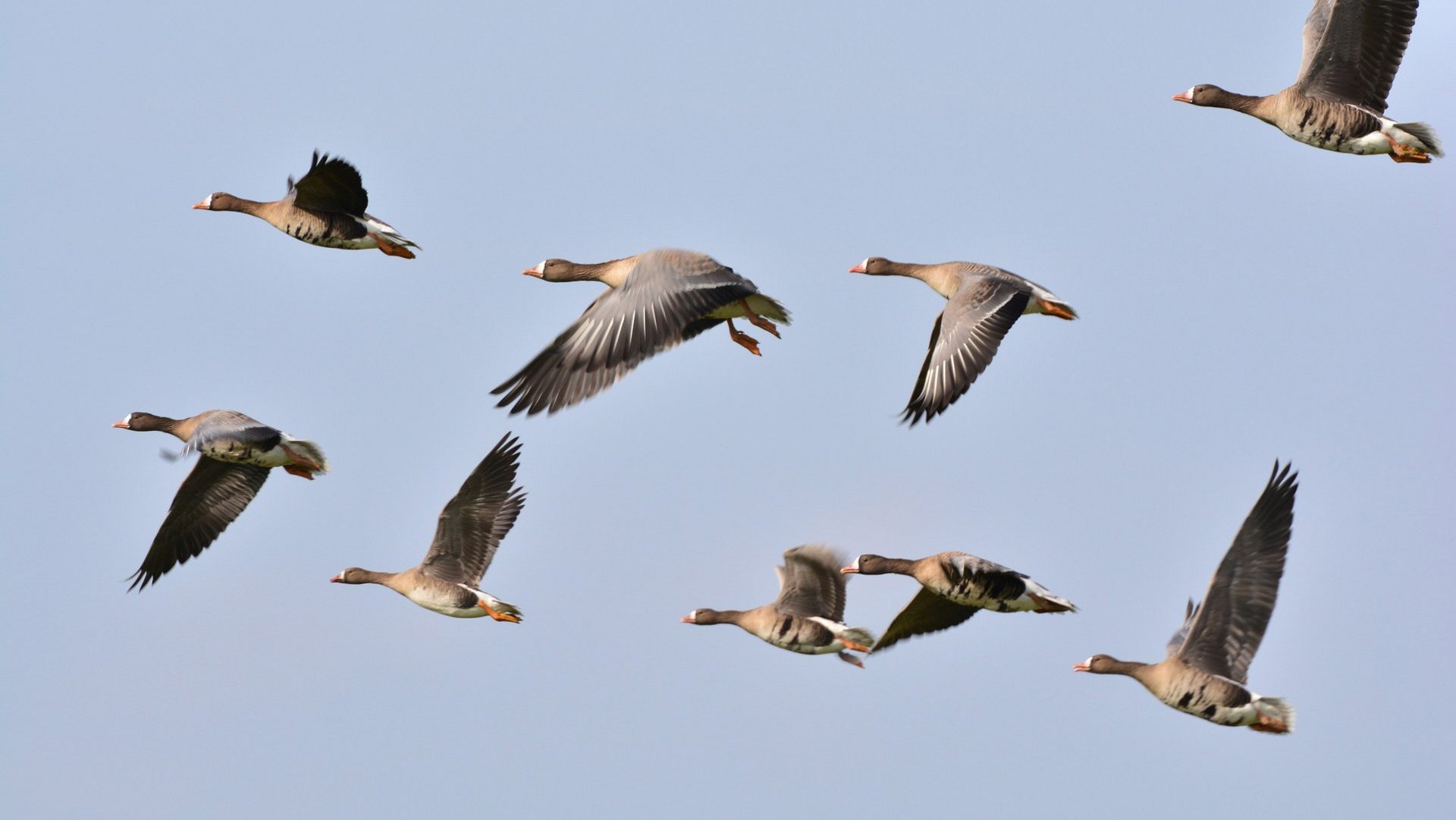 Auf diesem Bild sieht man einen Schwarm Wildgänse im Flug.