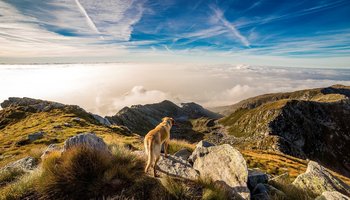 Das Foto zeigt einen Hund auf einer Berglandschaft.