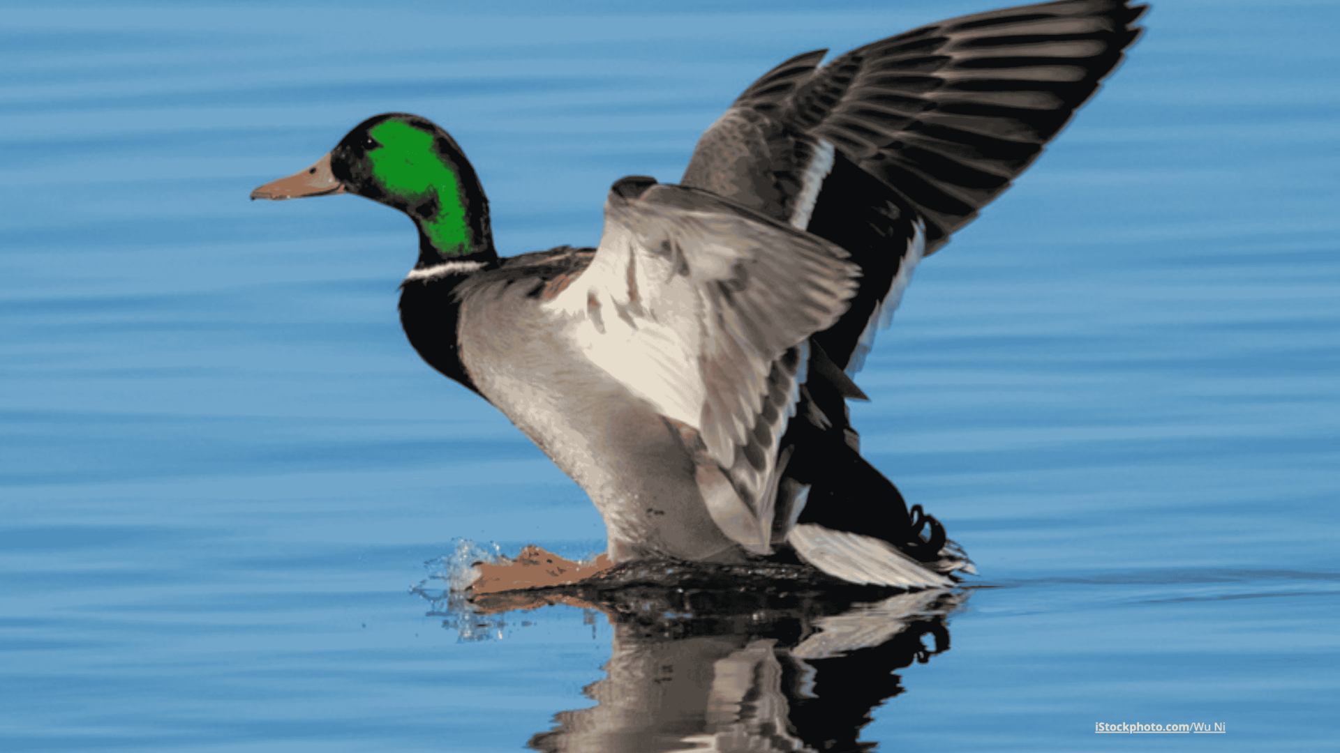 Ein Erpel, der im Flug die Wasseroberfläche mit seinen Füßen berührt.