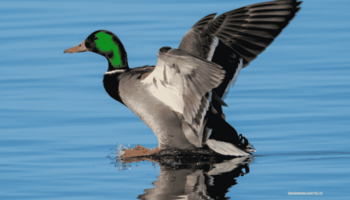Ein Erpel, der im Flug die Wasseroberfläche mit seinen Füßen berührt.