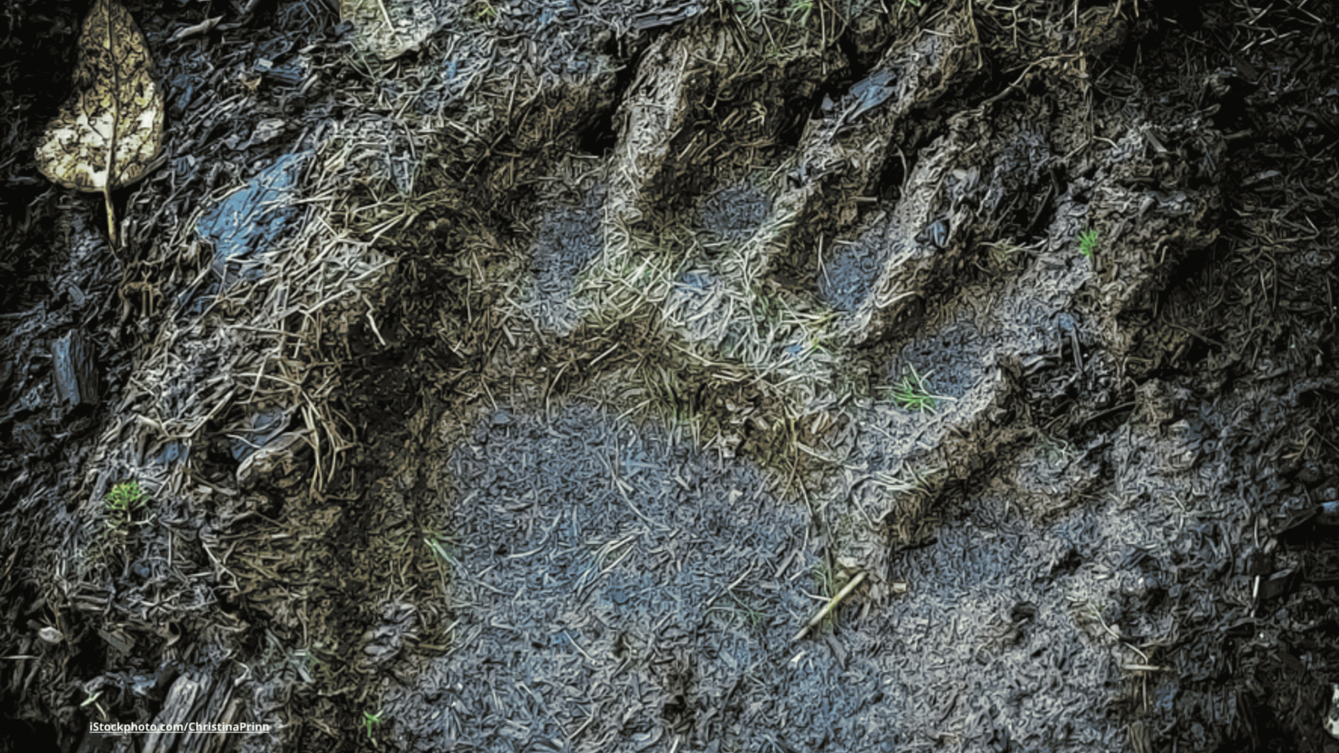 Ein Schwarzbär Pfoten-Abdruck in matschigem Boden.