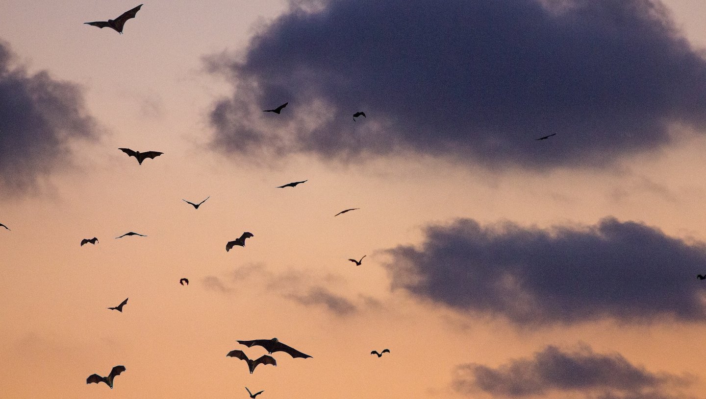 Das Foto zeigt Fledermäuse am Himmel.