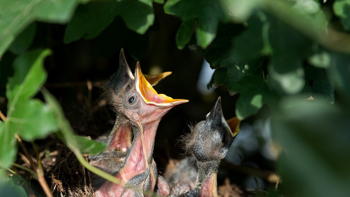 Das Foto zeigt Jungvögel in einem Nest.