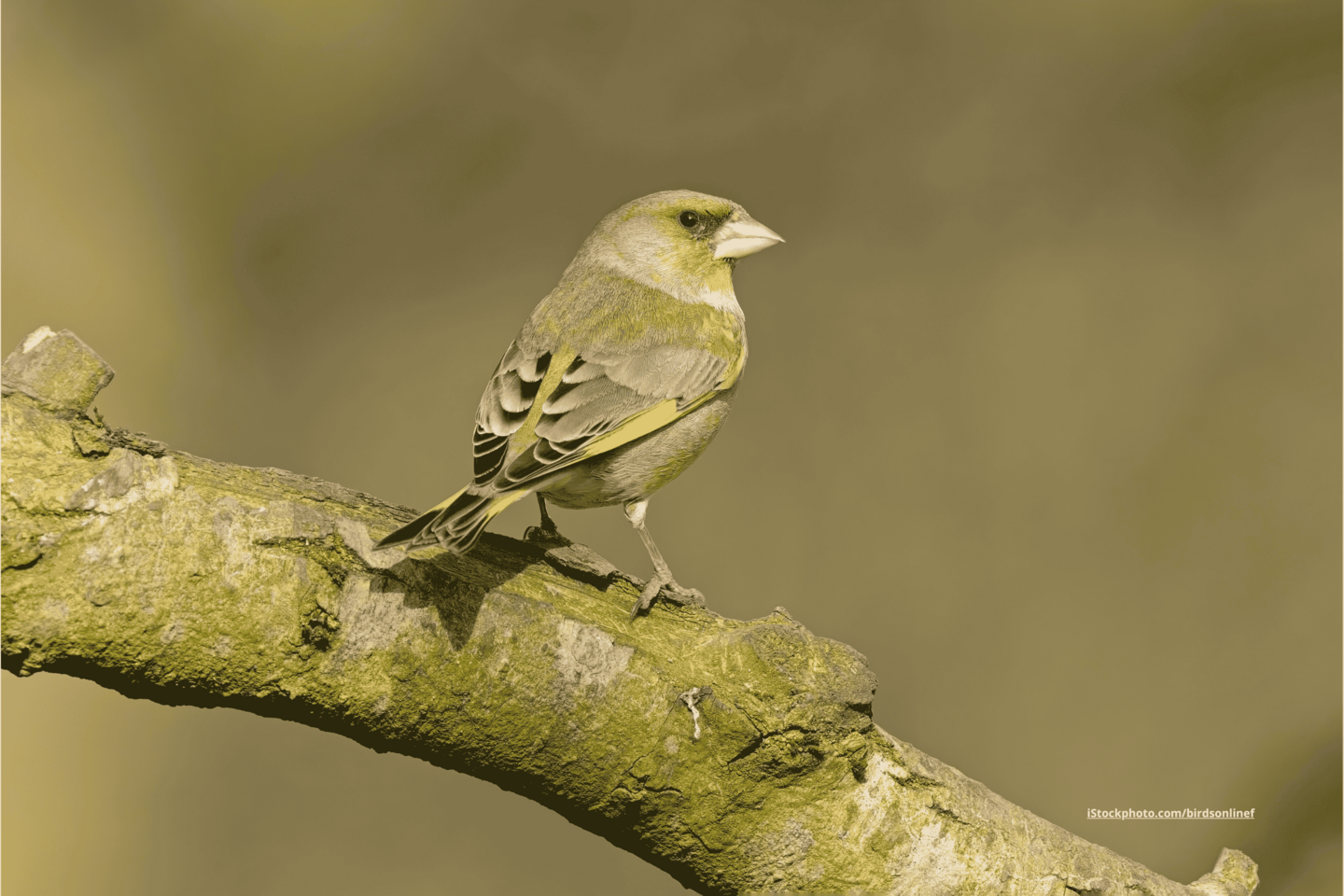 Ein Grünfink, der zur Seite schaut und auf einem Ast sitzt. Der Hintergrund ist unscharf und grün. 