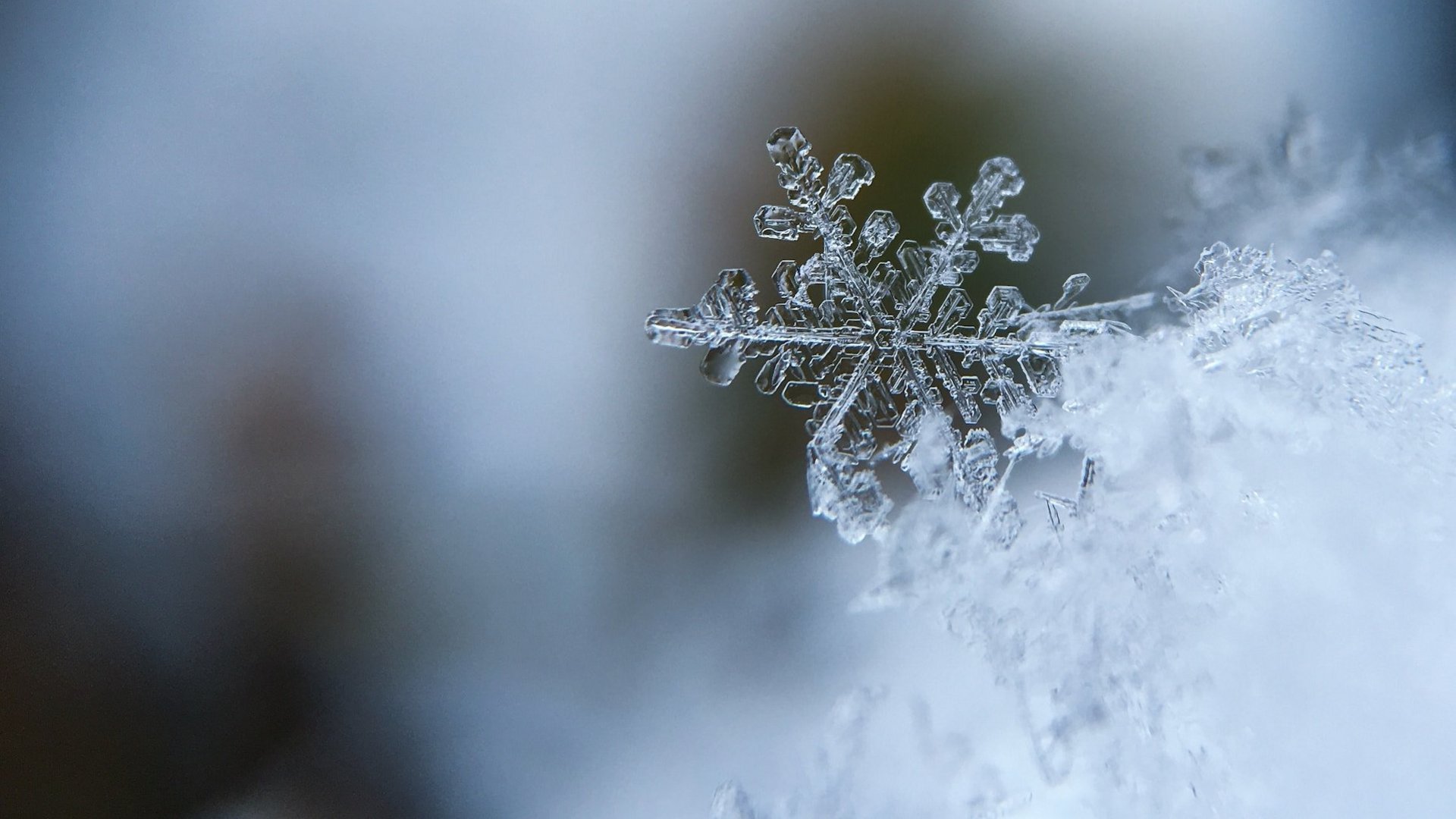 Das Foto zeigt eine Nahaufnahme einer Schneeflocke.